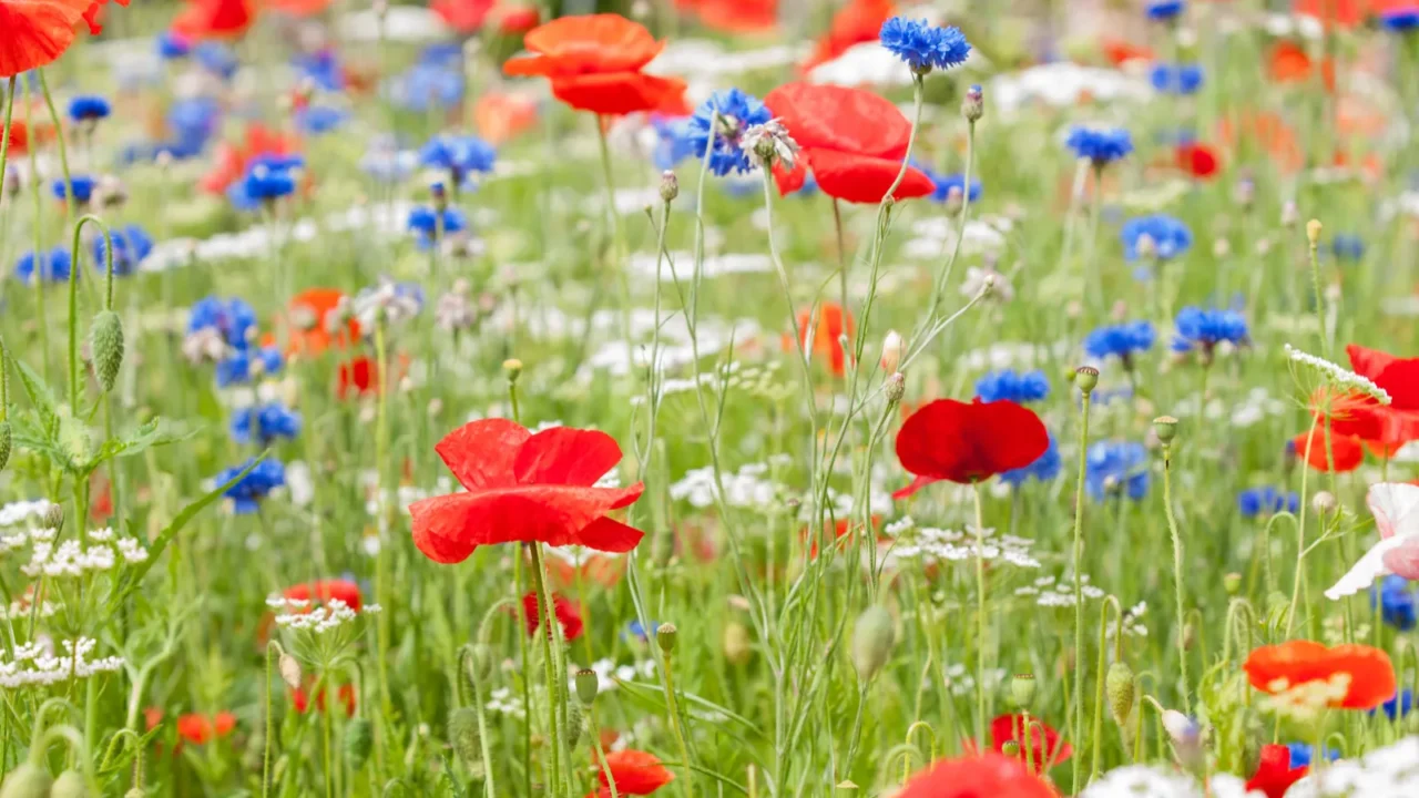 Beautiful red poppies with blue and white flowers in a garden.