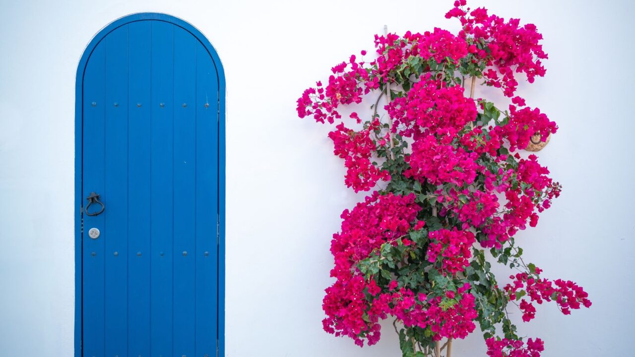 Blue door and lush pink bougainvillea bush on white wall.