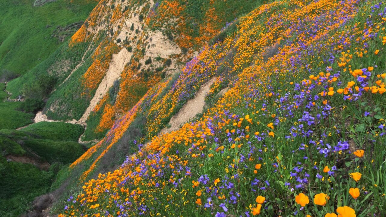 Flowers blooming on Chino Hills State Park, California