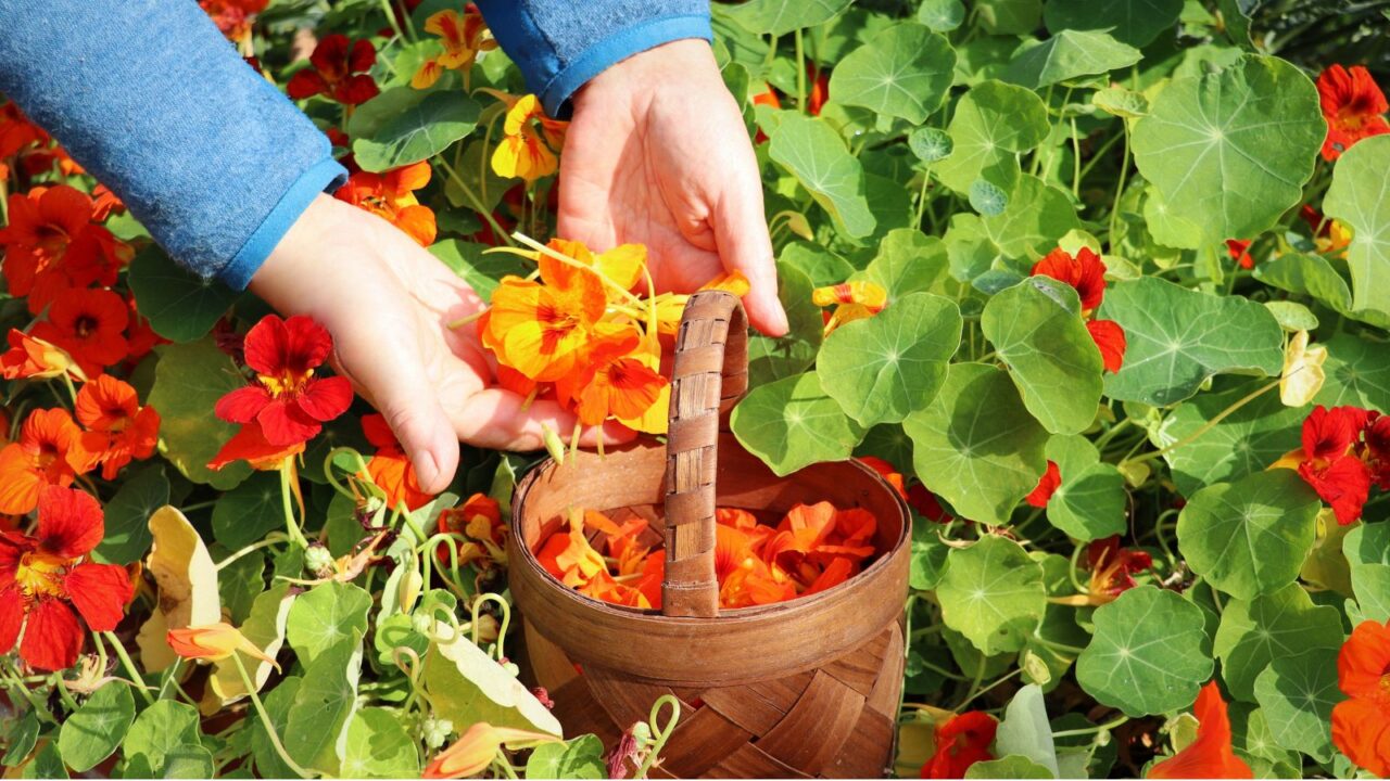 Farmer girl picking beautiful orange-red Nasturtiums in a basket from the garden.