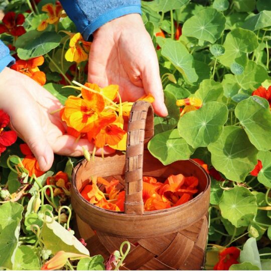 Garden Flowers So Bright You’ll Do a Double Take