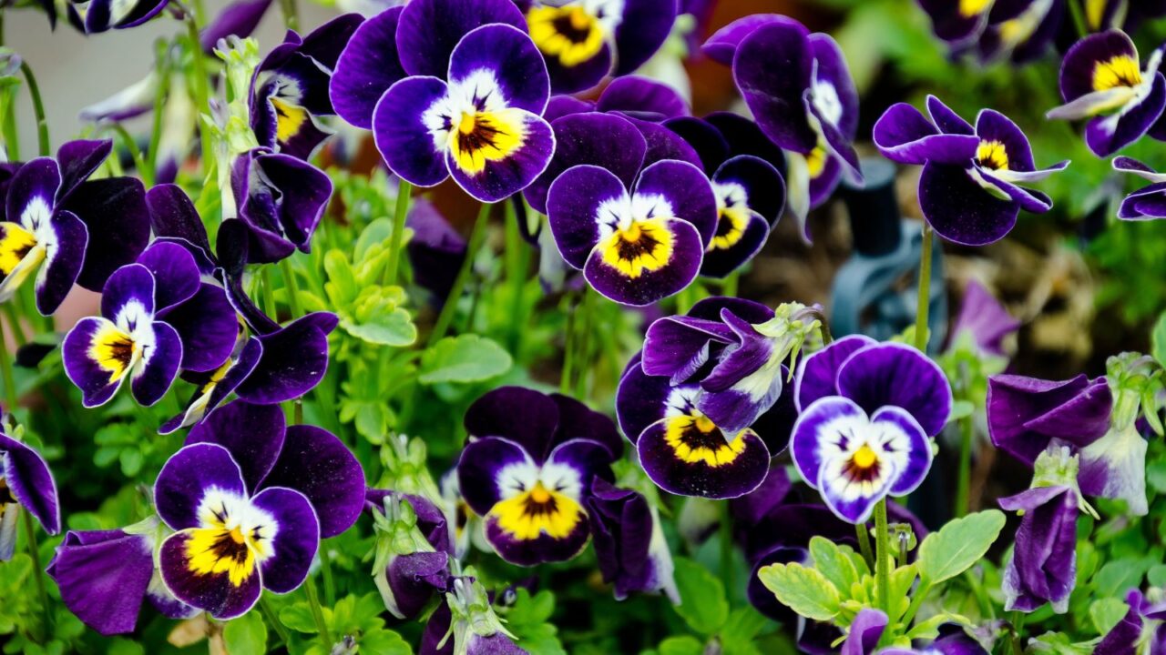 Vibrant purple pansies growing in a garden.