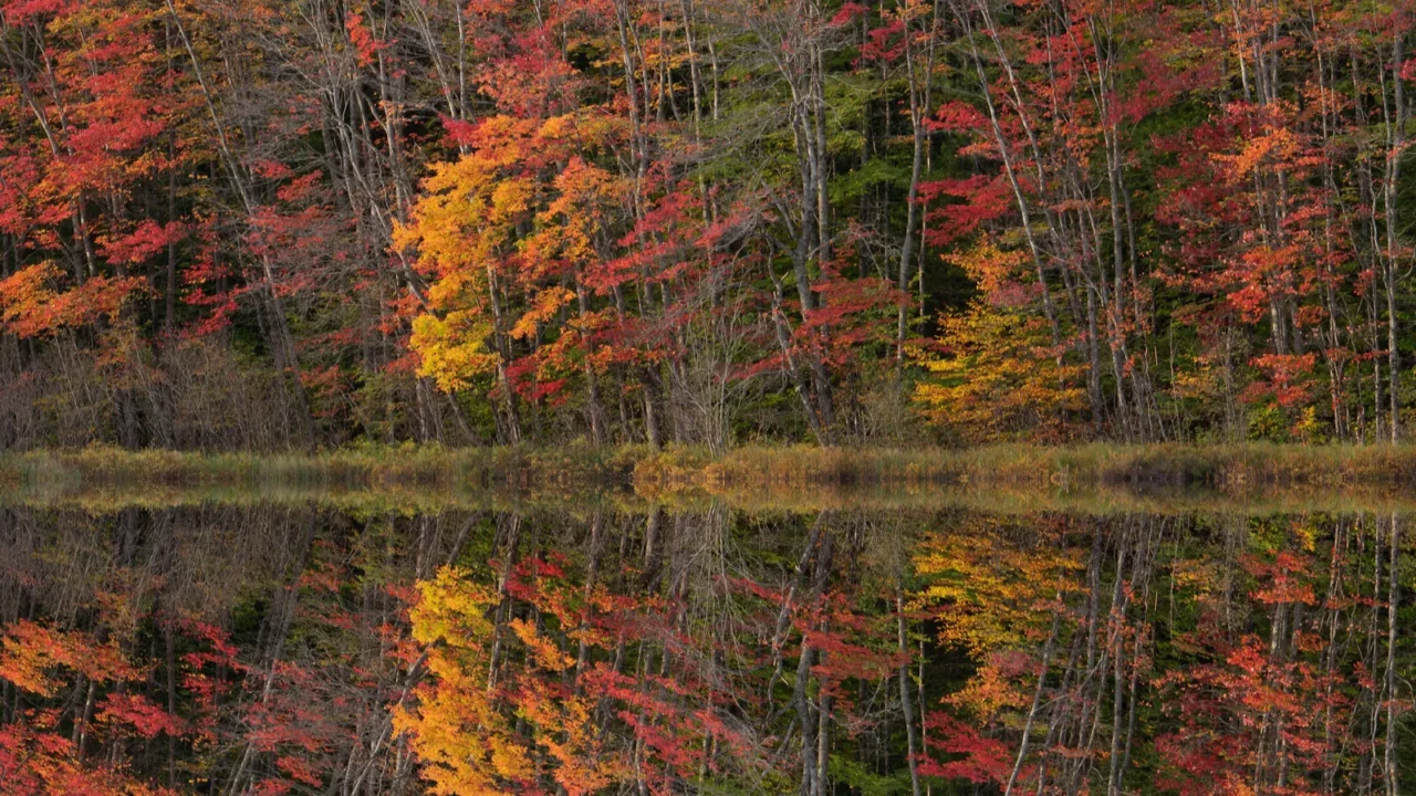 autumn landscape of the shoreline of thornton lake with mirrored