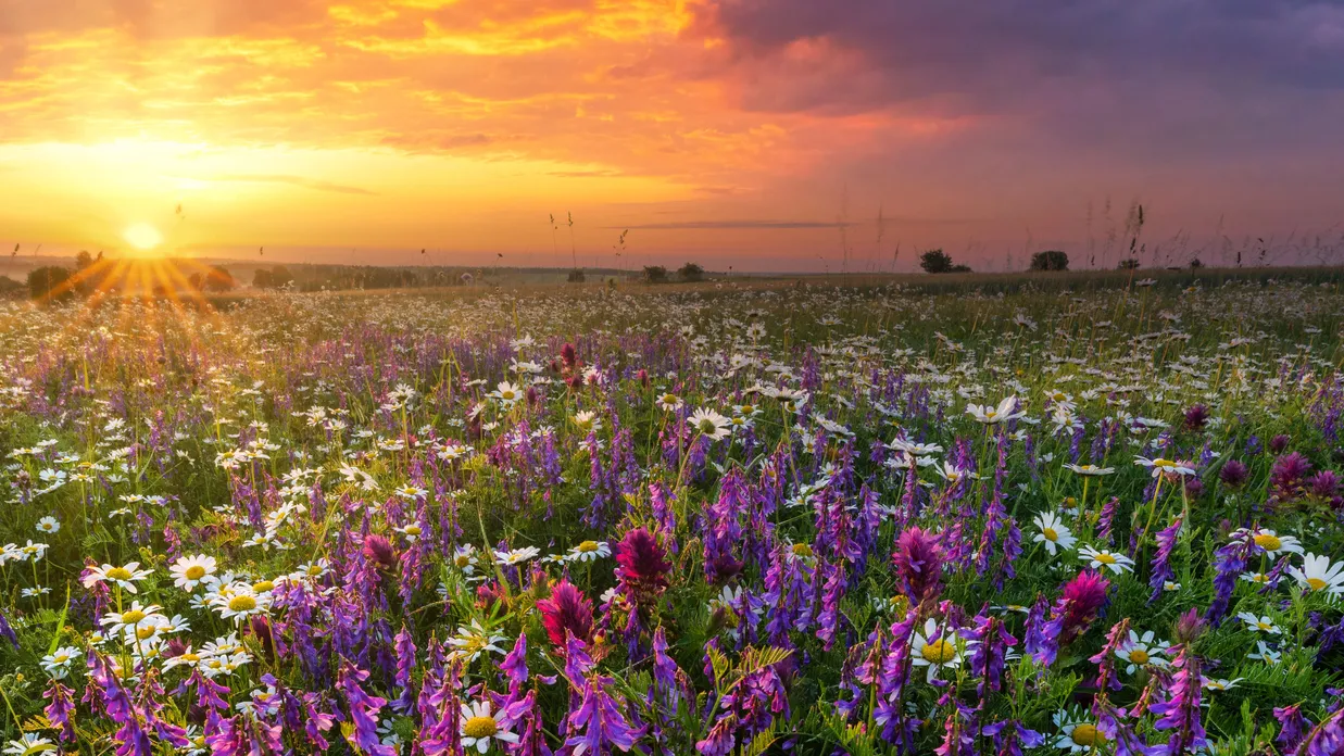 beautiful summer sunrise over wild flowers meadow