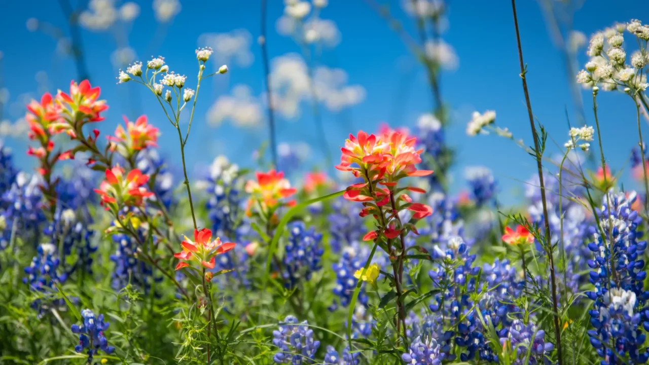 Beautiful view of blue bonnets and texas wildflowers.