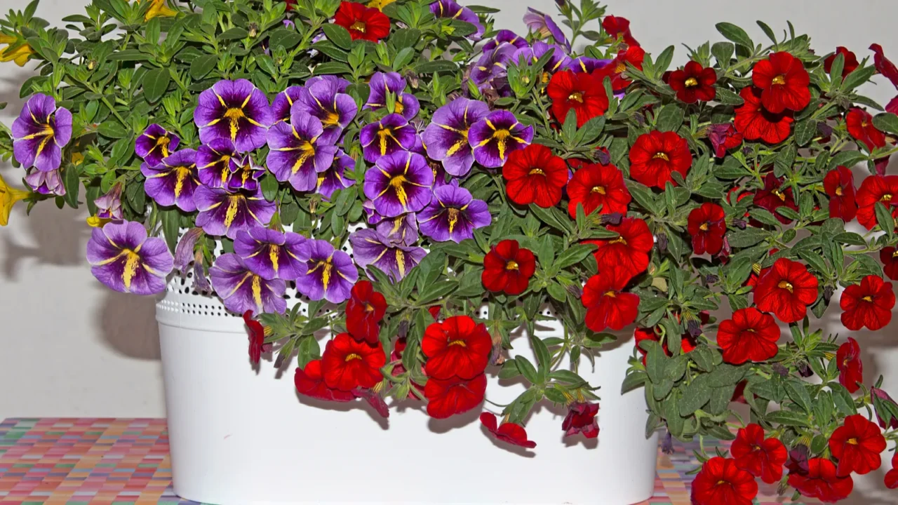 calibrachoa million bells is a spectacular plant ideal for balconies