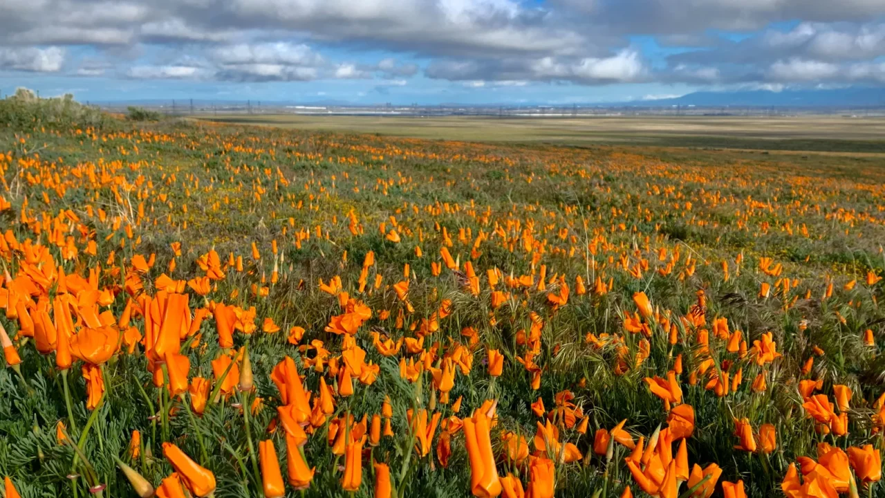 california poppies blooming on hills in spring antelope valley poppy