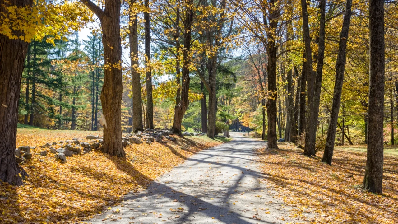 empty tree lined road in the countryside of connecticut on
