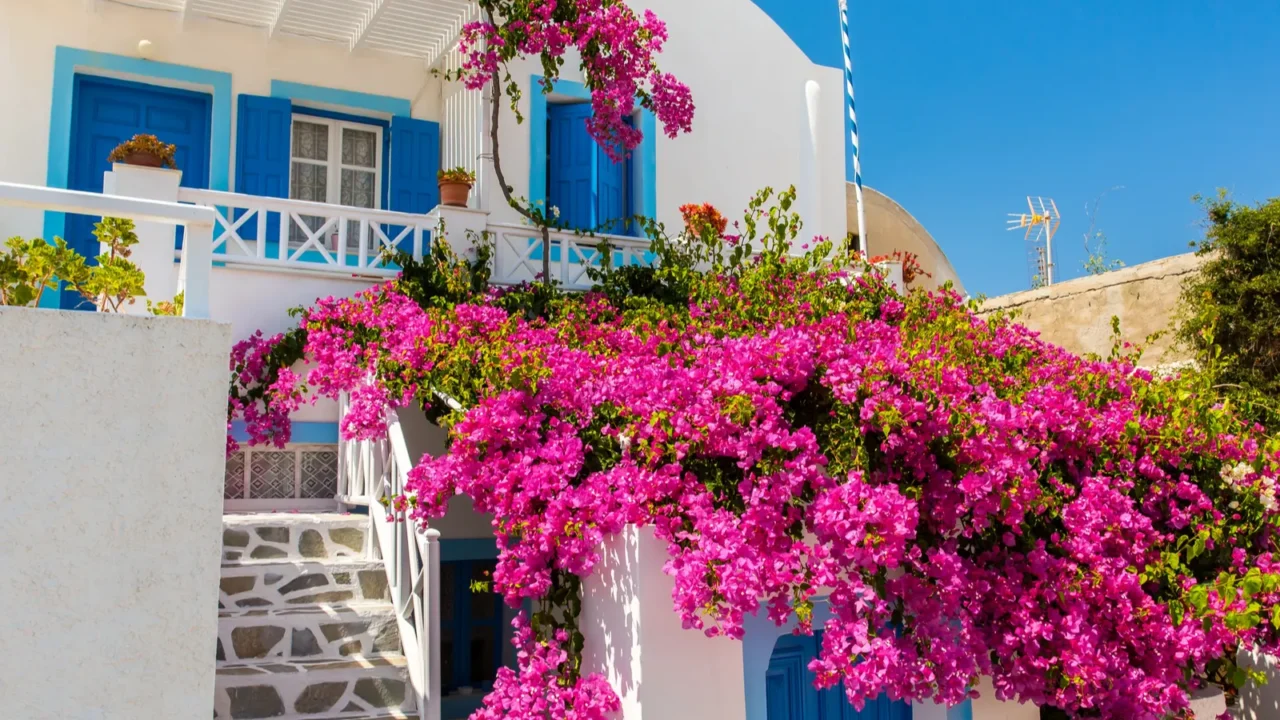 flowers bougainvillea