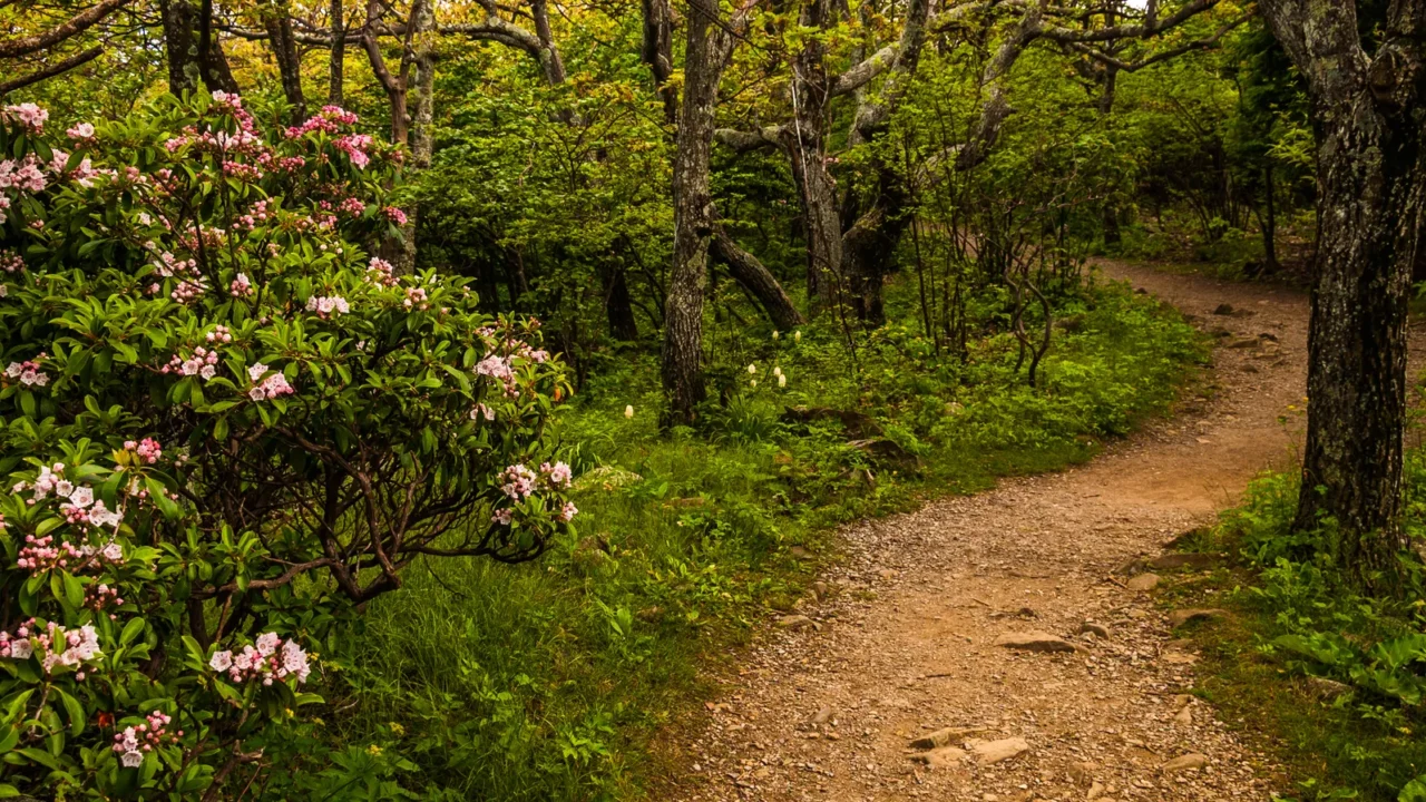 mountain laurel along a trail in shenandoah national park virgi