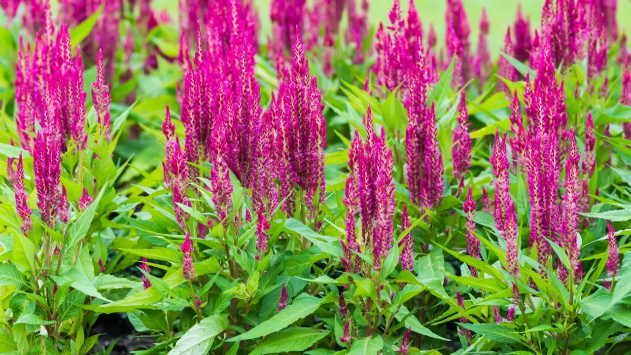 Vibrant pink Celosia flowers growing in a flower bed in a garden.