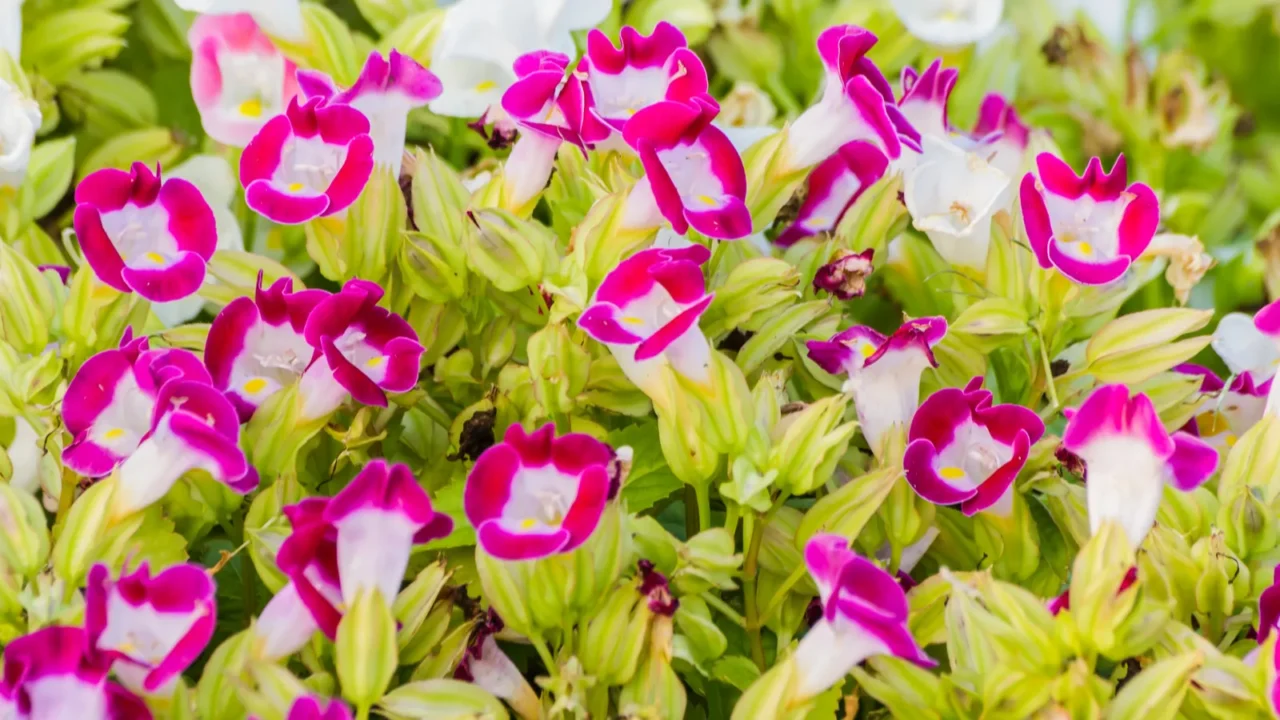 Torenia or wishbone flowers in pink and white growing in a garden.