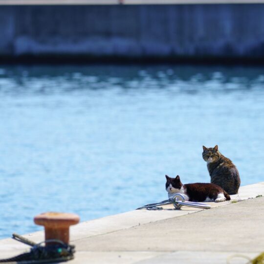 This Japanese Island Is a Dream for Cat Lovers and Nature Fans Alike