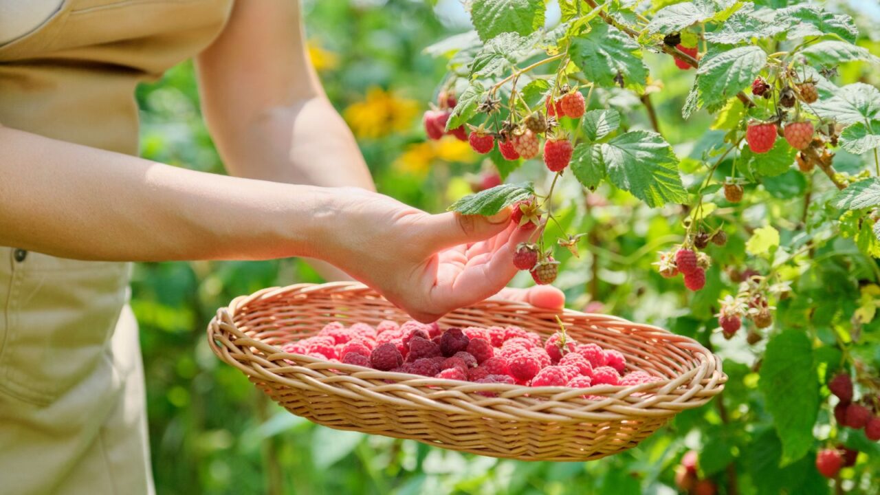 Close-up of harvest of ripe raspberries in garden, woman's hands picking berries from bush in wicker basket.