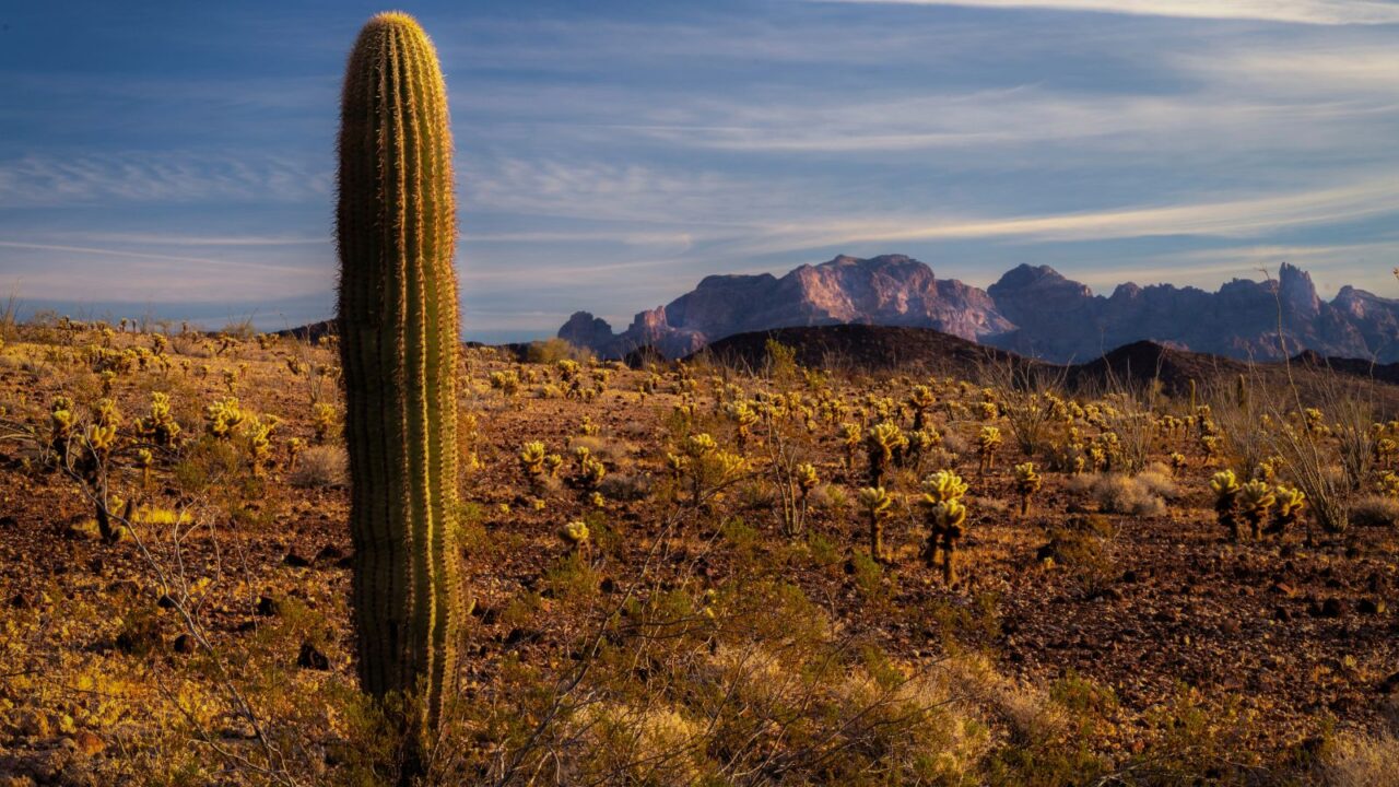 Kofa National Wildlife Area. Mountain and desert landscape.