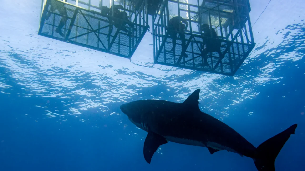 cage dive with great white shark ready to attack