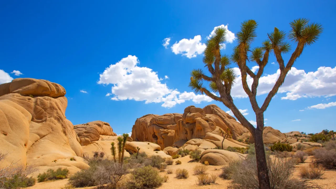 joshua tree national park jumbo rocks yucca valley desert califo