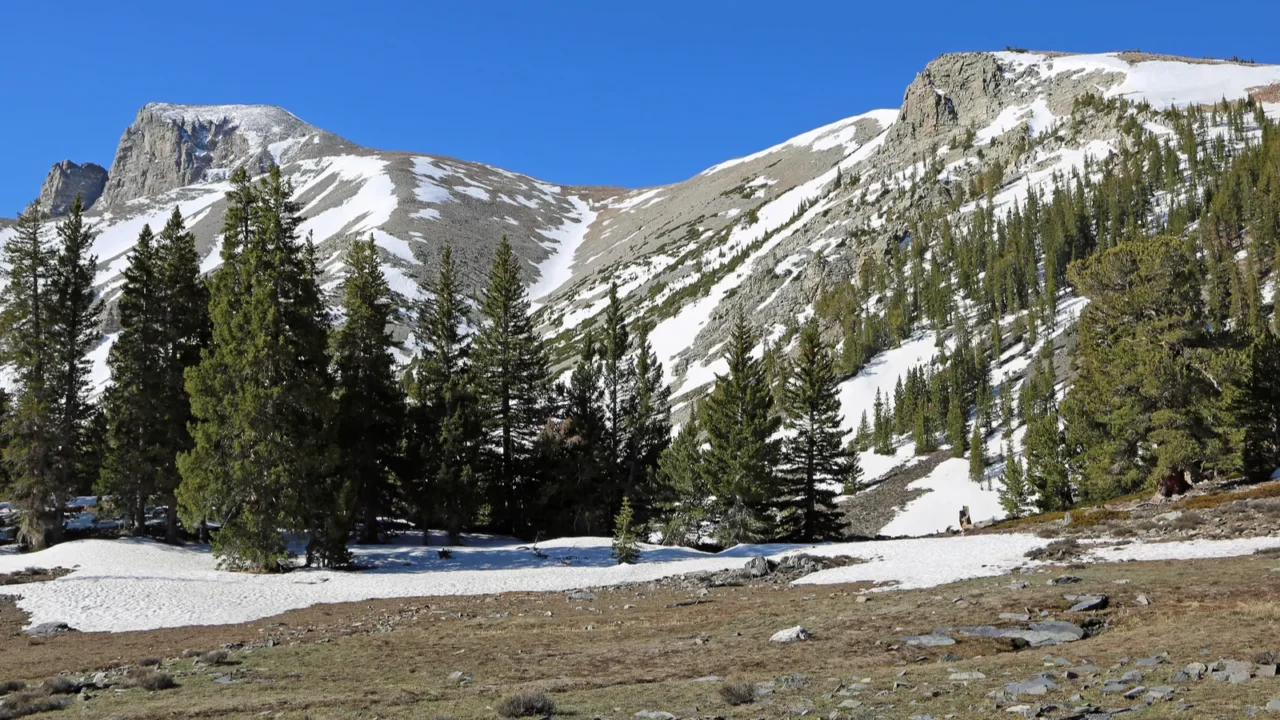 on the clearing in great basin national park nevada
