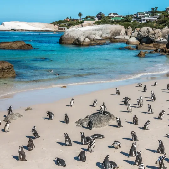 Cape Town’s Shoreline Stunners You’ll Regret Skipping in 2025