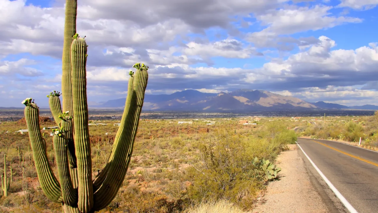 saguaro national park