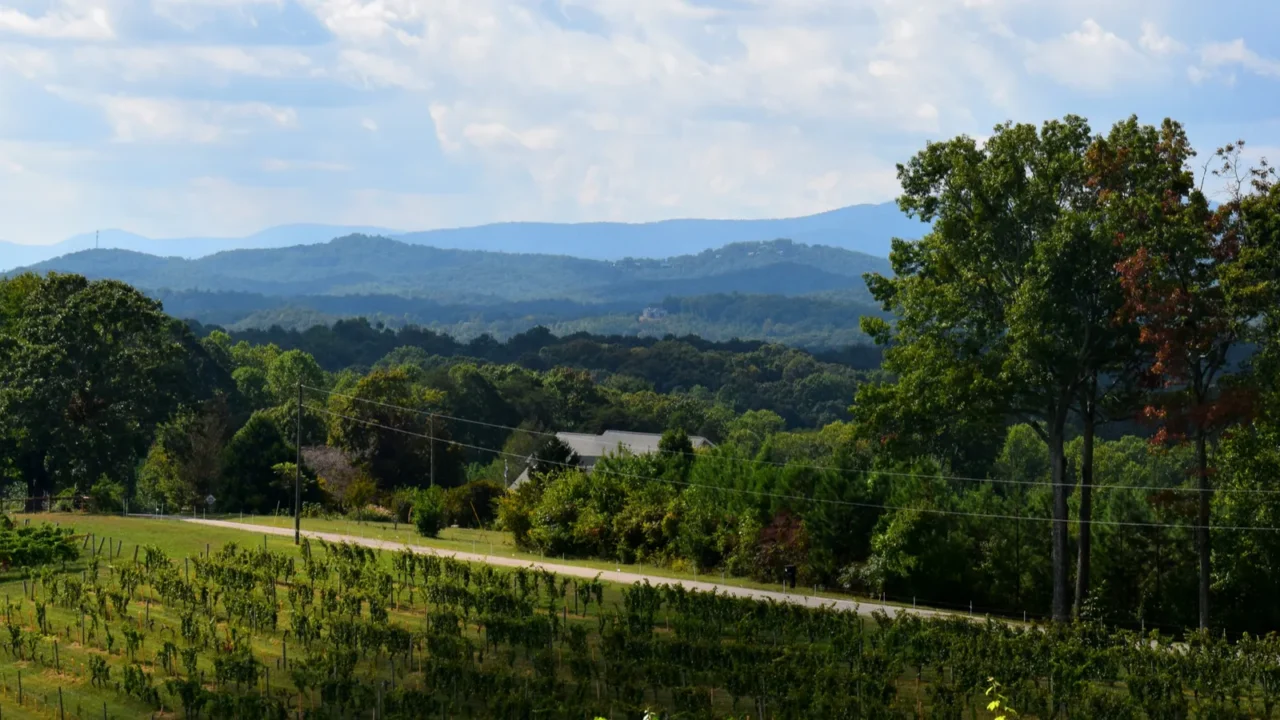 scenic view showing the blue ridge mountains background at vineyard