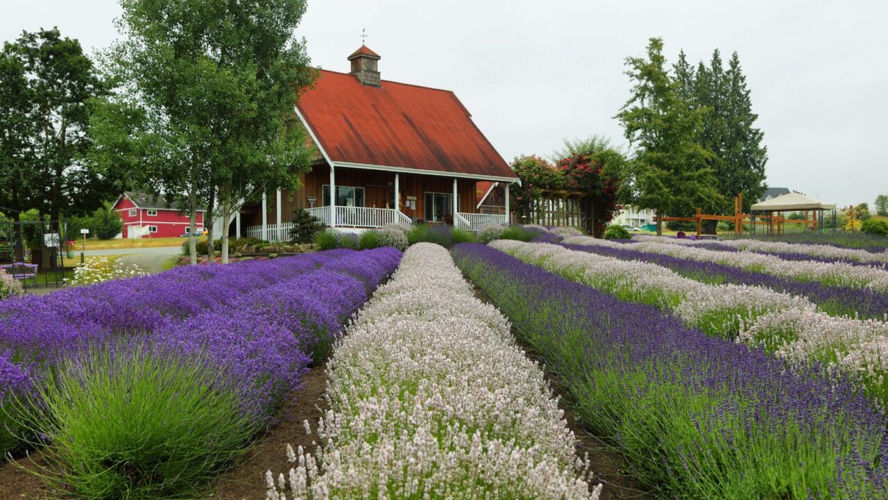 Rows of fields of lavender flowers of different colors growing in June in Purple Haze farm, Sequim, Washington state, USA.