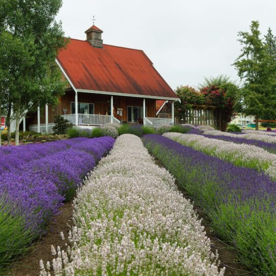 Washington’s purple season is almost over and you’ll wish you hadn’t missed it