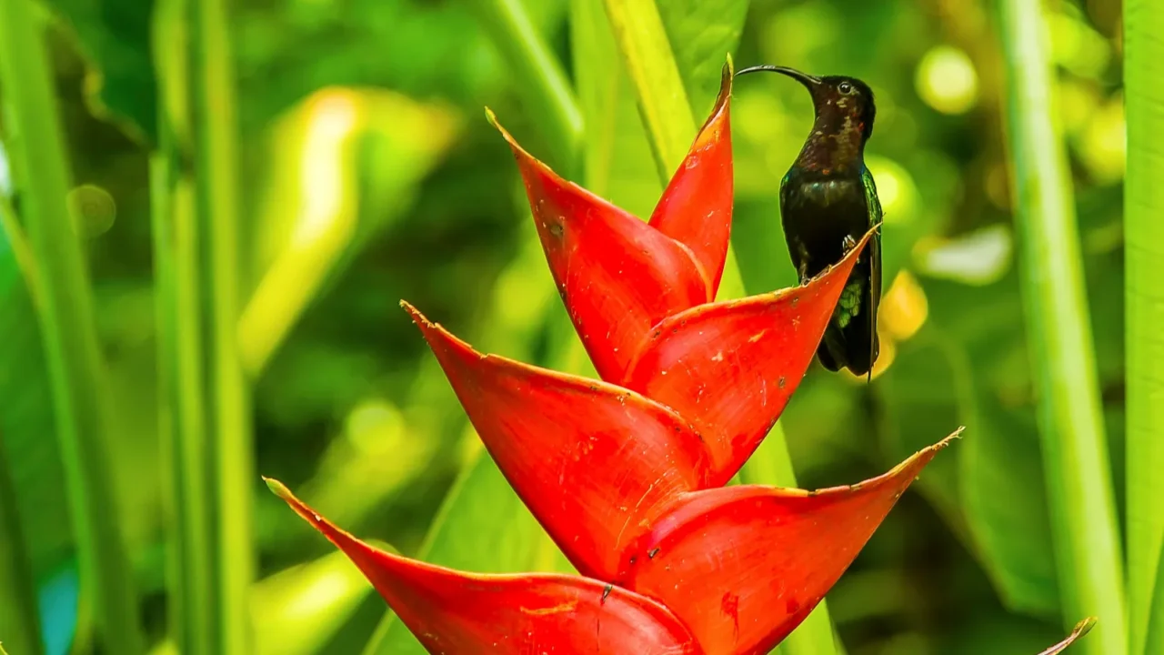 a red heliconia flower attracts a hummingbird near to soufriere