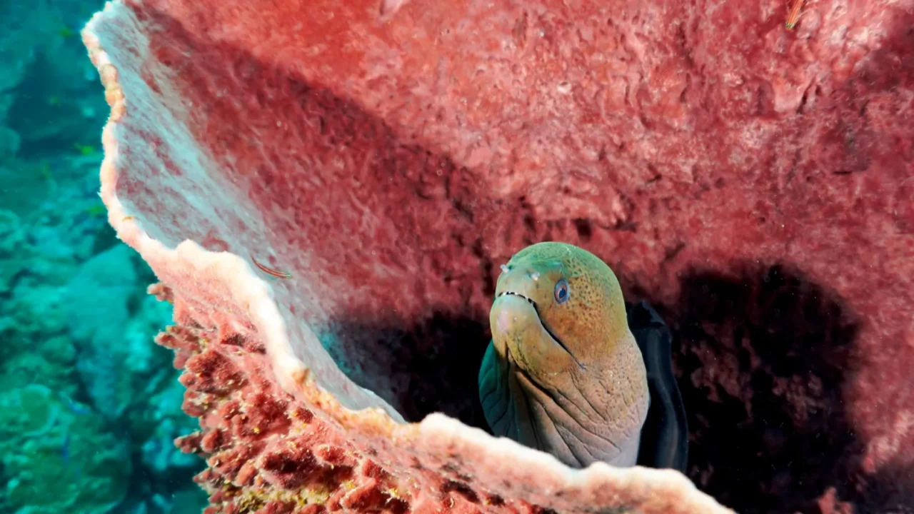 beautiful and curious moray eel in a red huge barrel