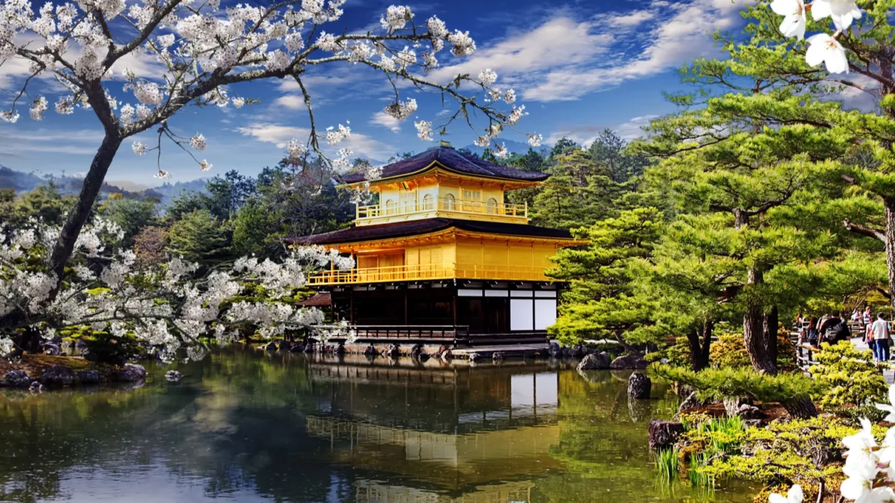 beautiful sakura with gold color temple