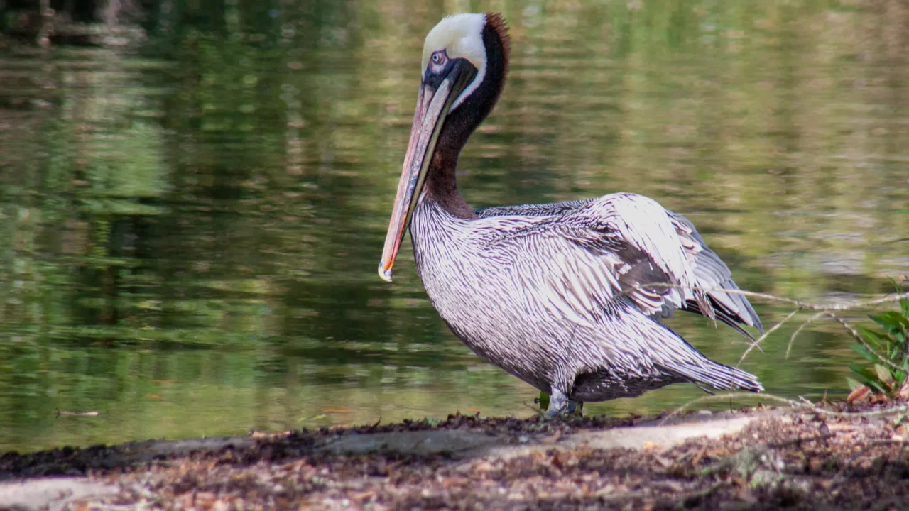 brown pelican in the wild by a lake high quality