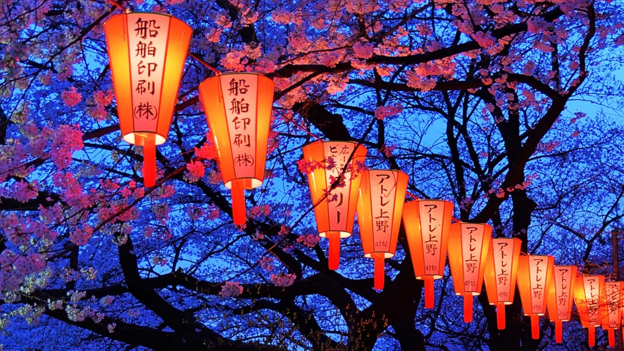 cherryblossom viewing hanami festival