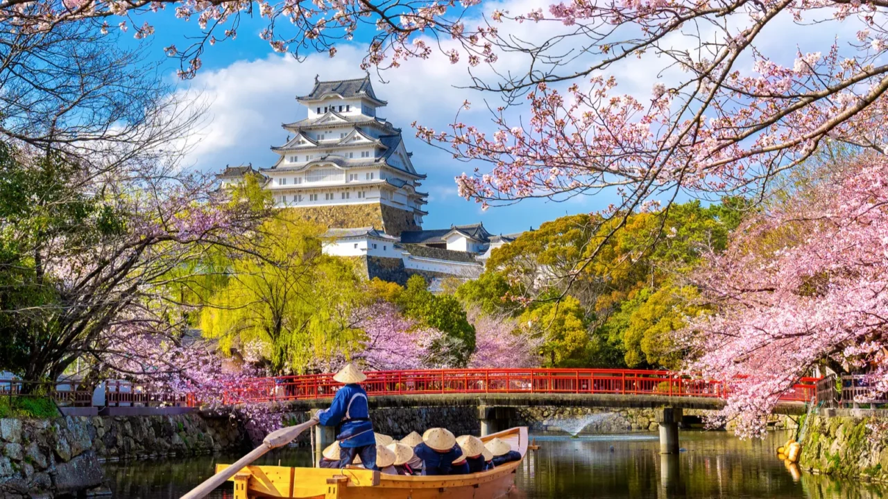 cherry blossoms and castle in himeji japan