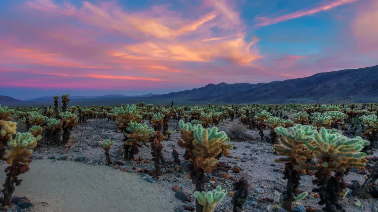 cholla cactus garden in joshua tree national park at sunset