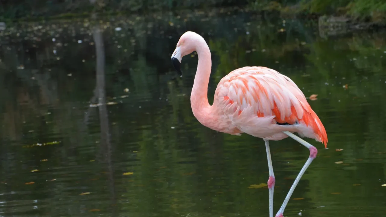 closeup photography of pink flamingos in the pond in germany