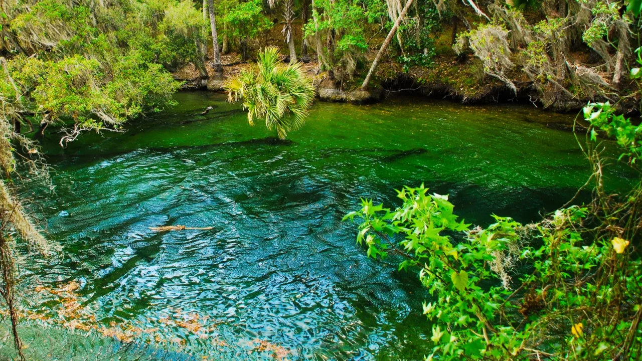 famous blue spring hole for freediving and snorkeling in florida