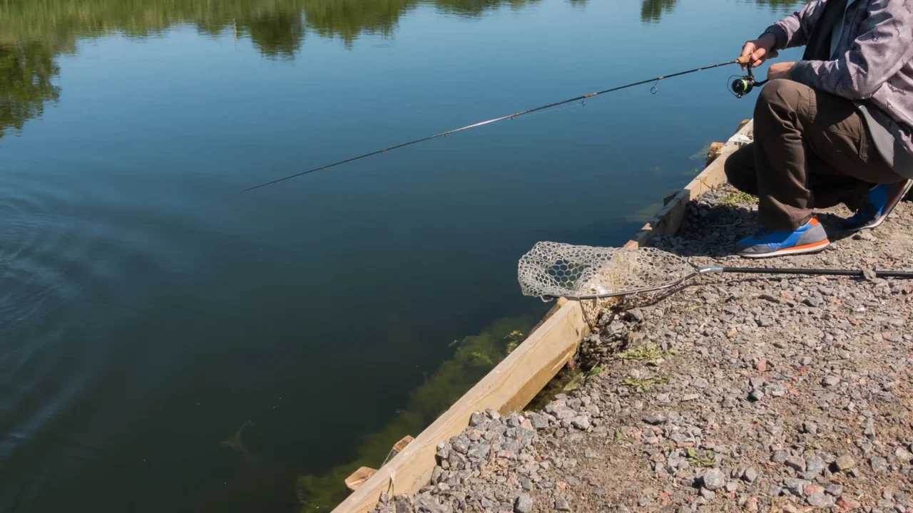 fisherman catch rainbow trout from lake