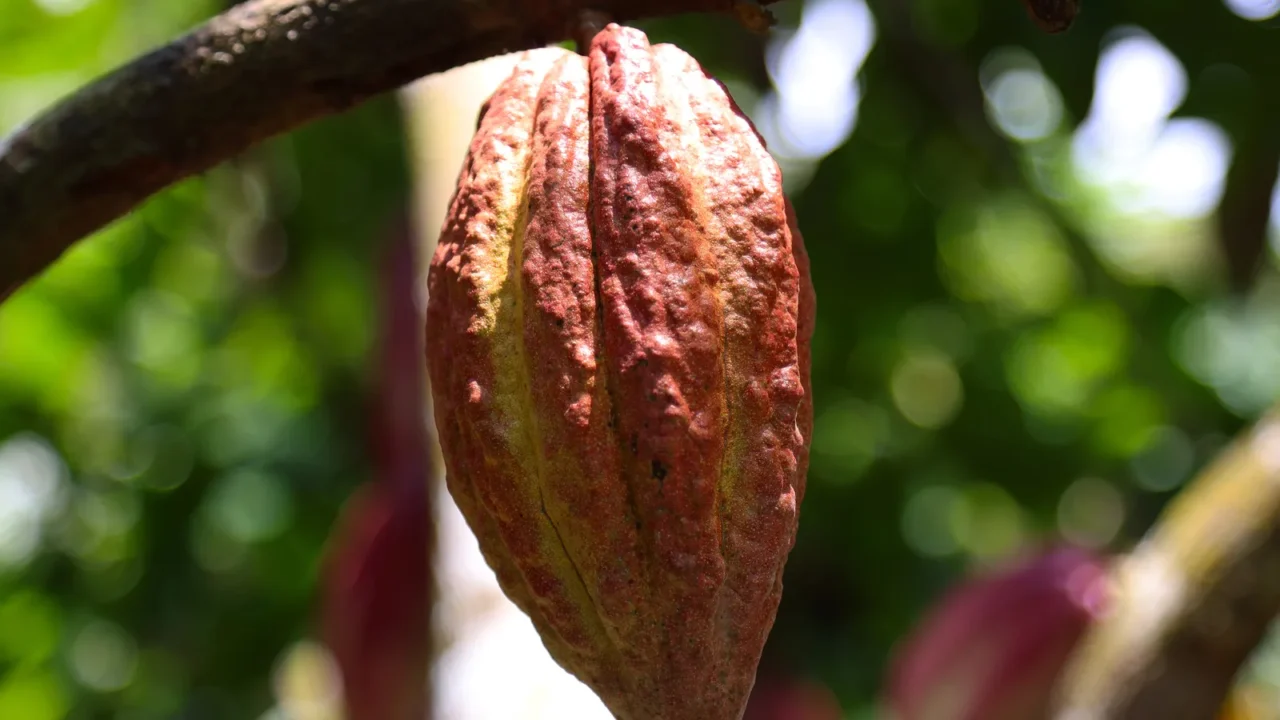 fruit of cocoa tree cuba high quality photo