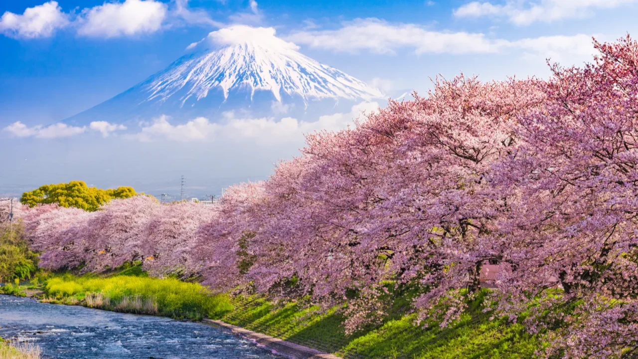 fuji mountain in spring