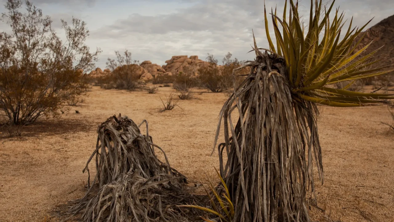 joshua tree national park