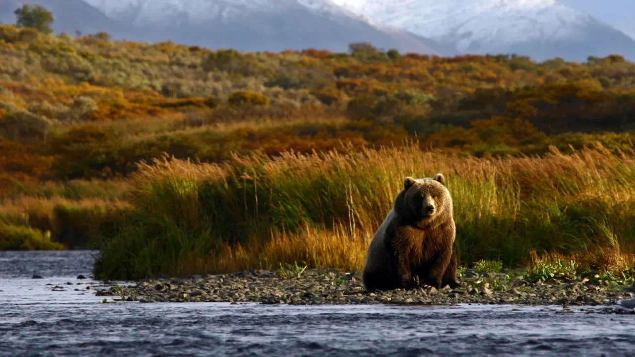 kodiak brown bear