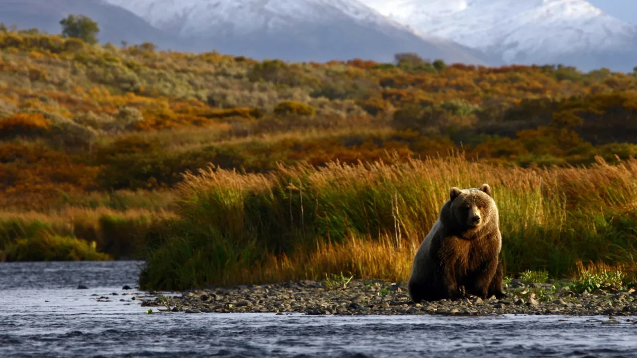 kodiak brown bear