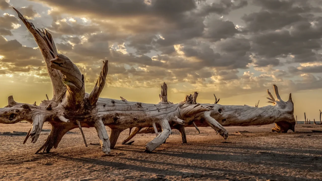 landscape view of nature with a dead and dry tree