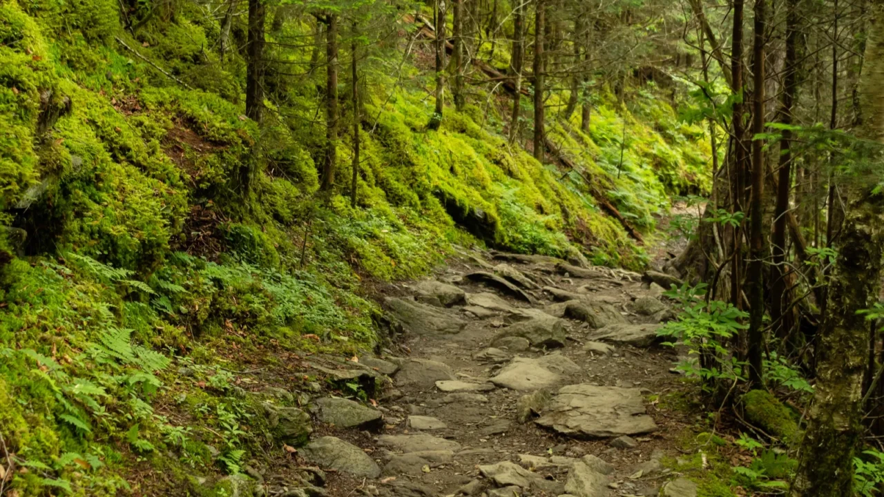moss covers forest slope along rocky trail