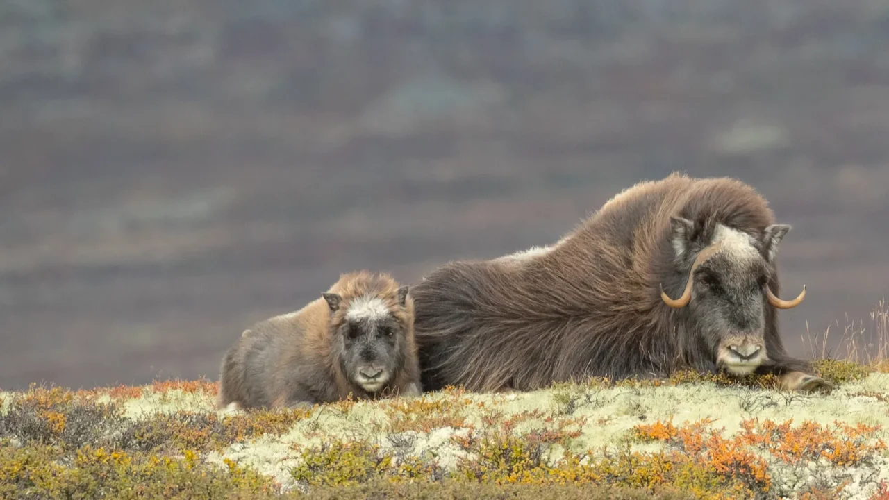 mother and baby musk ox