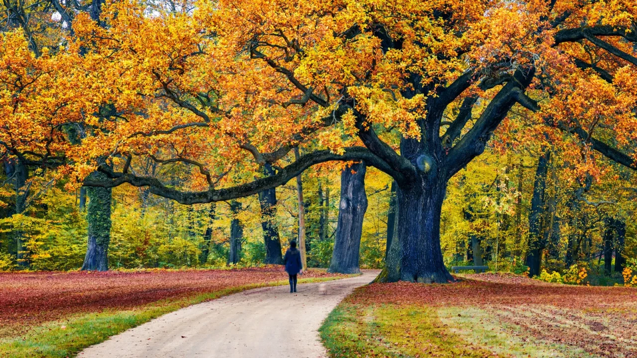 old oak tree in muskau park unesco world heritage site