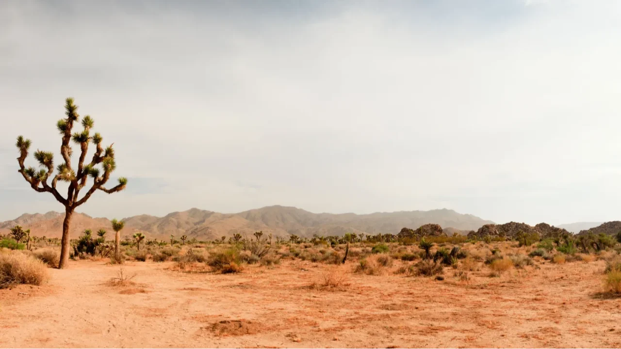 panorama landscape of joshua tree national park usa