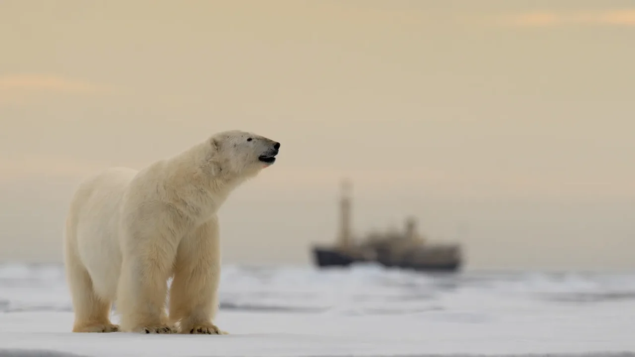 Polar bear on the drift ice with snow, blurred cruise chip in background, Svalbard, Norway