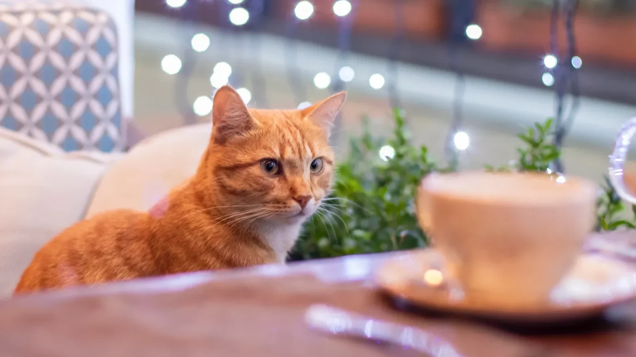 red cat in the cafe cute fluffy cat indoors in