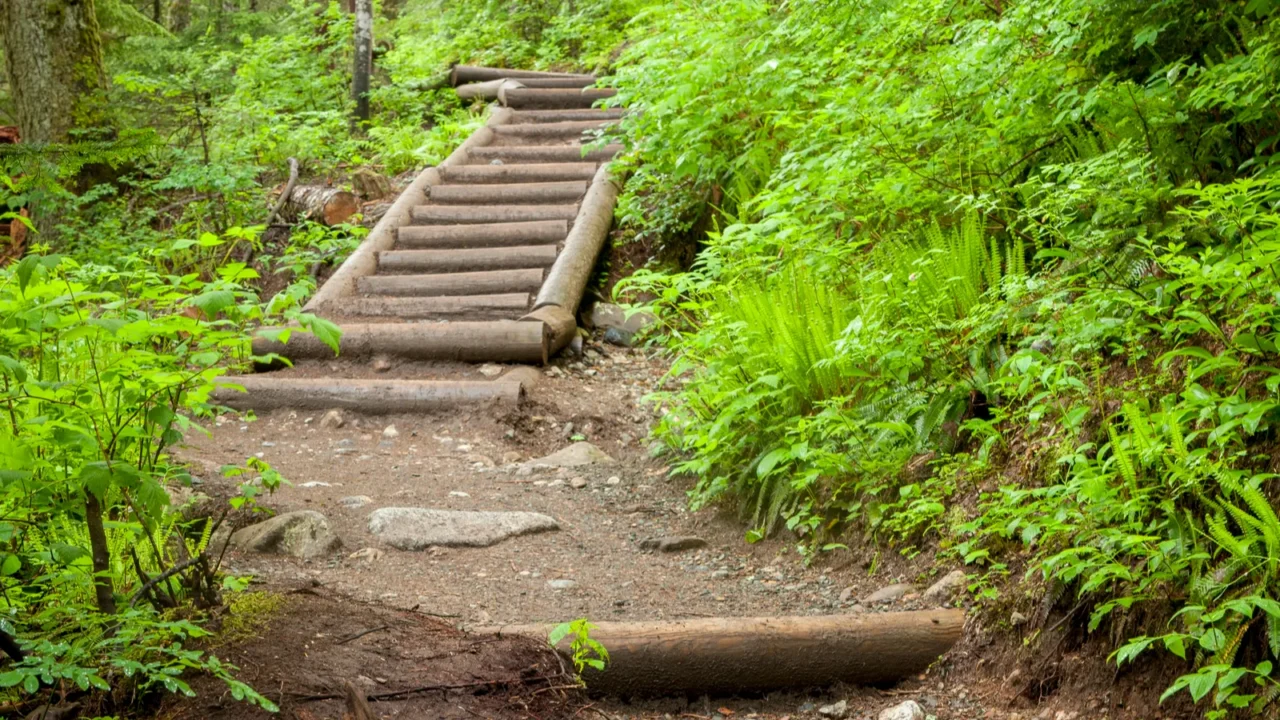 steps on a path in woods